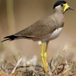 image of bird