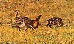 image of prairie_chicken
