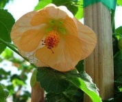 image of flower