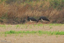 image of black_stork