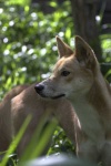 image of dingo