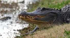 image of american_alligator