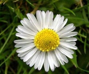 image of flower