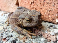image of animal