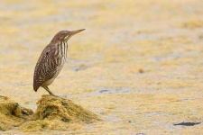 image of bittern