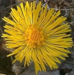 image of flower