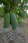 image of fruit_and_vegetable