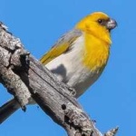 image of bird