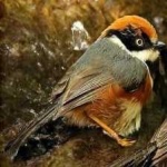 image of bird