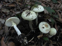 image of mushrooms