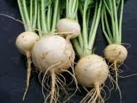 image of turnip #0