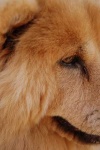image of chow