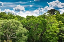 image of rainforest