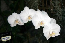 image of moon_orchid #11