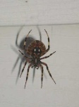 image of barn_spider