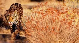 image of jaguar_car