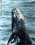 image of grey_whale