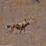 image of african_wild_dog #14