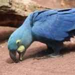 image of lears_macaw #18
