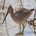 image of bird