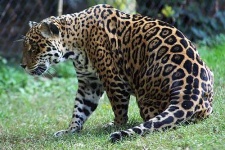 image of jaguar_car