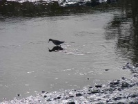 image of redshank