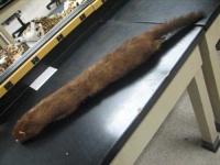 image of mink