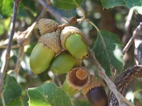 image of acorn