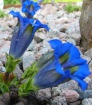 image of flower