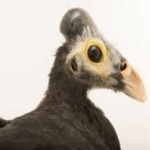 image of bird