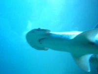 image of hammerhead