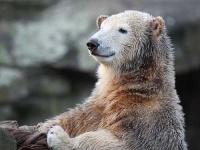 image of ice_bear
