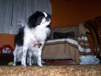 image of animal