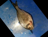 image of fish