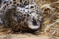 image of jaguar_car