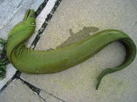 image of eel