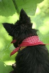 image of scotch_terrier