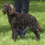 image of american_spaniel #4