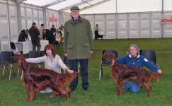 image of irish_setter #1