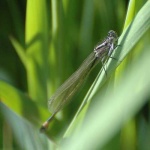 image of damselfly