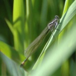 image of damselfly #3