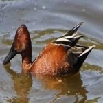 image of bird