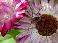 image of harvestman