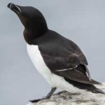 image of bird