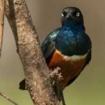 image of bird