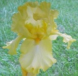 image of bearded_iris #7