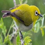 image of bird