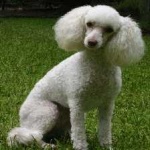 image of poodle #32