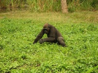 image of gorilla