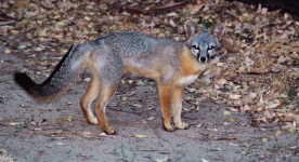 image of animal
